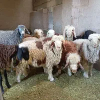 بره ریز پای پروار نر ماده|حیوانات مزرعه|محمدشهر, محمدشهر|دیوار