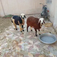 فروش
