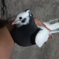 طوقی|پرنده|دره شهر, |دیوار