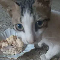 گربه خانگی گمشده|حیوانات|اهواز, گلستان|دیوار