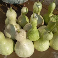 کدو قلیانی فروشی