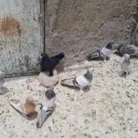 کفتر