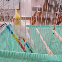 عروس هلندی نر