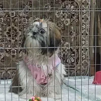 سگ شیتزو  سوپر فلت اصل