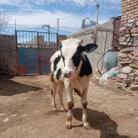 هلشتاین نر  نژاد آمریکایی