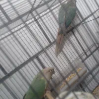 یکجف عروس نروماده مولد ودوعدد جوجه سرلاکی|پرنده|خمین, |دیوار