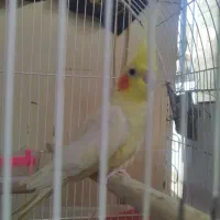 عروس هلندی|پرنده|ایرانشهر, |دیوار