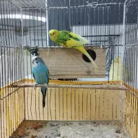 مرغ عشق نر و ماده