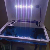 اکواریوم|ماهی|نقده, |دیوار