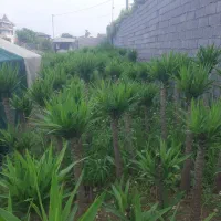 فروش گل یوکا