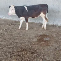 گوساله  سیمینتال اصیل   پای کل داشتی گاو