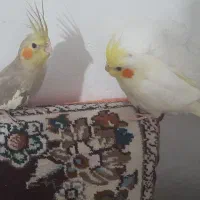 عروس هلندی