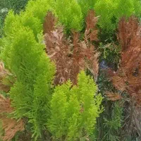 اجاره باغچه سمت وشنوه