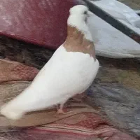 کبوتر طوقی ماده