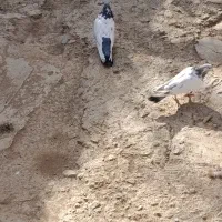 کله دم سبز کبوتر