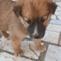 بچه سگ تربتی|سگ|رفسنجان, |دیوار