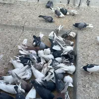 کفتر یک جایی پرشی|پرنده|مهریز, |دیوار