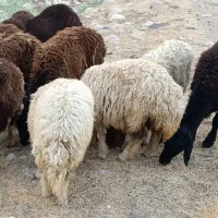 بره ماده