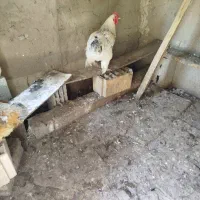 خروس برهما