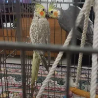 یک جفت عروس هلندی