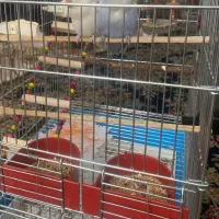 کوتوله برزیلی رام با قفس|پرنده|زرند, |دیوار