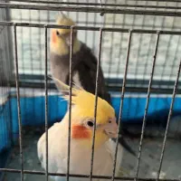 عروس هلندی مولد