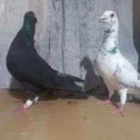 کفتر|پرنده|تهران, صاحب الزمان|دیوار