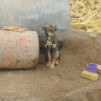 سگ پاکوتا|سگ|یزد, |دیوار