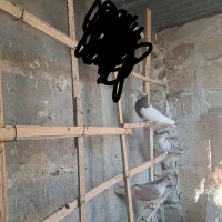 ستا کفتر زده خردی