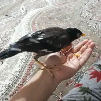 مرغ مینادستی ومرغ عشق وفنچ