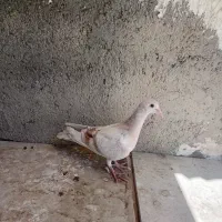 هفترنگ