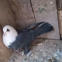 کفتر کله سفیدکربلایی زاغ دم سفید سرخ. افغانی رنگی|پرنده|باقرشهر, |دیوار