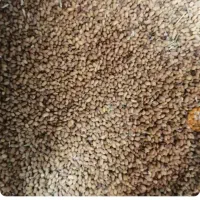 بزر یونجه|گل و گیاه طبیعی|الوند, |دیوار
