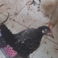 دو اردک و یک مرغ|حیوانات مزرعه|قم, شاه سید علی|دیوار