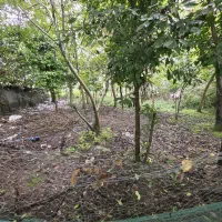 کدشخم/زمین مسکونی ۳۰۰متربرآسفالت بامجوزکوچصفهان|فروش زمین و ملک کلنگی|خشکبیجار, |دیوار