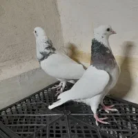 کفتر المانی رنگه قناری پرنده معاوظه
