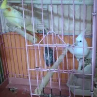 عروس هلندی