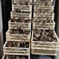 جوجه بوقلمون برنز اردک جوجه گوشتی راس۳۰۸ رنگی محلی