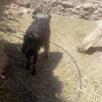 بز یارانه