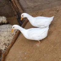 اردک|حیوانات مزرعه|شباب, |دیوار