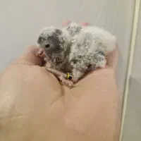 جوجه طوطی