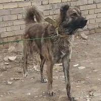 سگ گله|سگ|فامنین, |دیوار