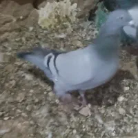 سبز جوانه