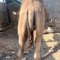 شتر نر محلی مخصوص داشت|حیوانات مزرعه|تخت, |دیوار