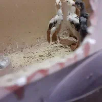 جوجه اوشامواصیلمعاوضه با دانه پارس|حیوانات مزرعه|مزرعه کتول, |دیوار