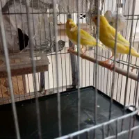 پرنده زینتی و فروش پرنده الان دارم فنچ قناری عروس|پرنده|لالی, |دیوار