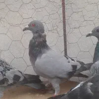 کبوتر المانی پلاکی جوانه|پرنده|گنبد کاووس, |دیوار