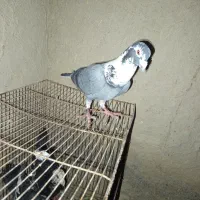 نروماده  مسافتی