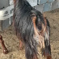 بزچاق میش چاق بز سرمایه