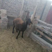 2 راس بره همو با شرط آزمایش